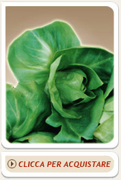 Radicchio verdon Tabarrificio Trevisano radicchio verdon