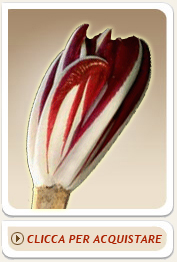 Radicchio rosso Tabarrificio Trevisano Radicchio rosso